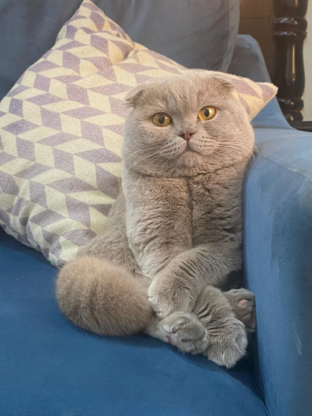 A gray Scottish Fold cat sits upright on a blue couch with its front paws crossed and wide yellow eyes, leaning against a geometric-patterned pillow in the background.