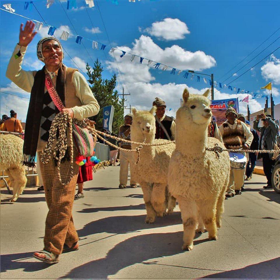 A person in traditional clothing leads two alpacas on leashes during a festive outdoor parade, with other people, flags, and banners visible under a blue sky with clouds.
