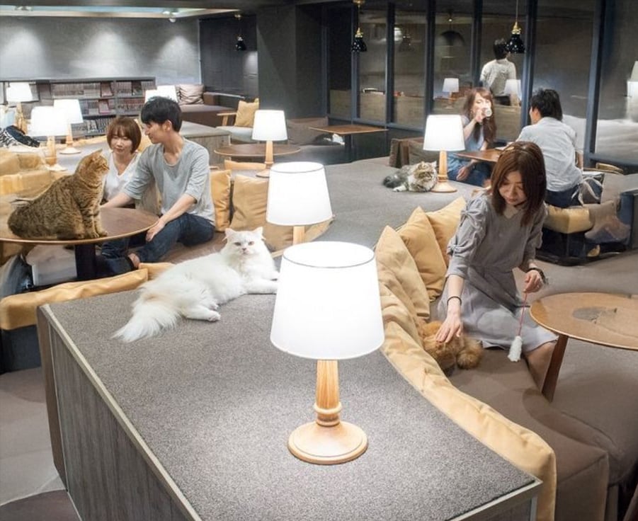 People sit and relax on couches in a cozy, modern cat café with several cats lounging around. Warm lamps and soft lighting create a calm atmosphere as visitors pet and interact with the cats.