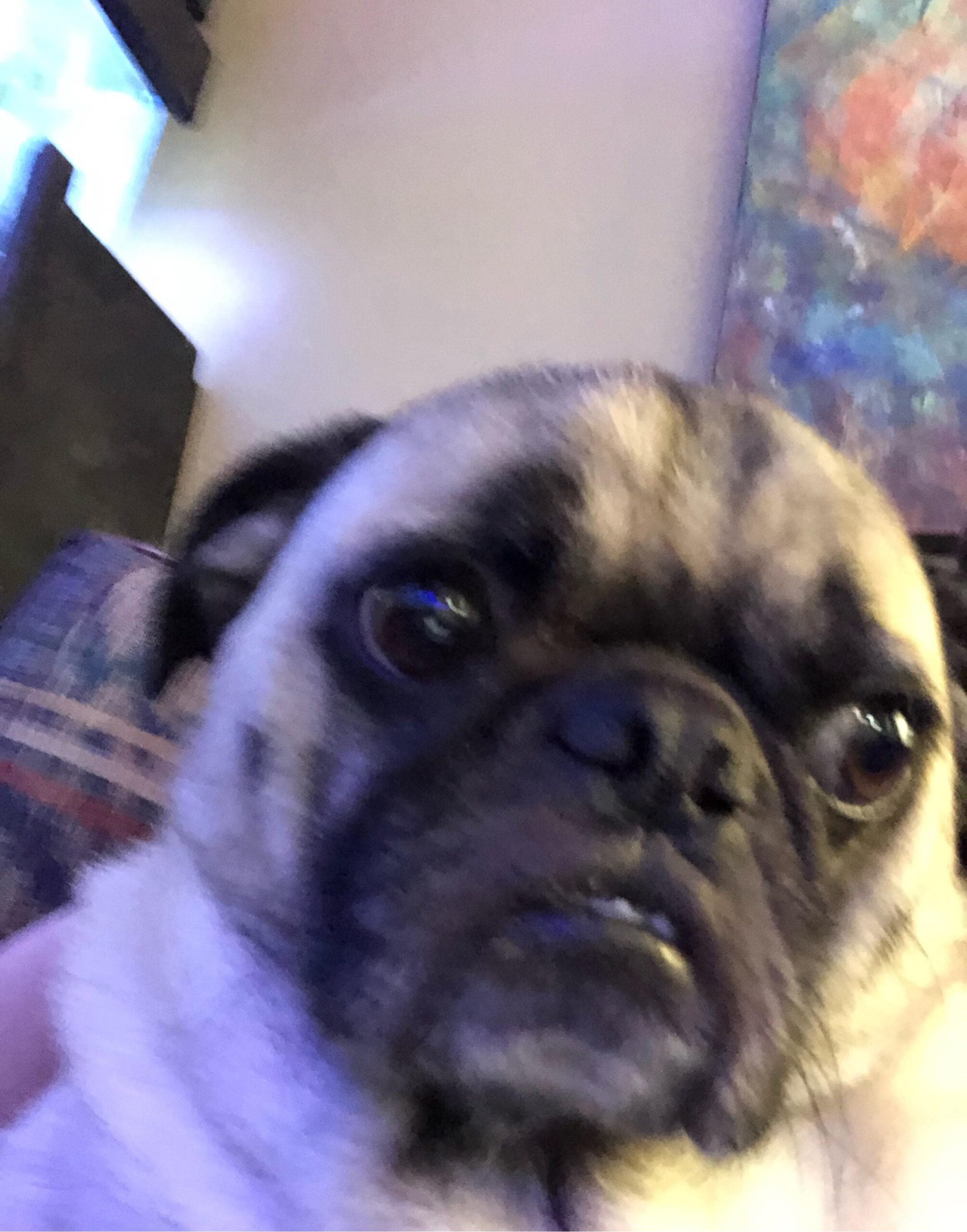Close-up of a pug with a slightly wrinkled face looking toward the camera. The background shows a colorful, abstract painting and part of a plaid-patterned couch. The lighting is soft and warm.