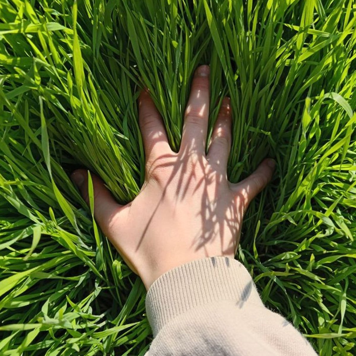 A hand with a beige sleeve is pressing down into lush, green grass, with sunlight casting shadows of the blades onto the skin.