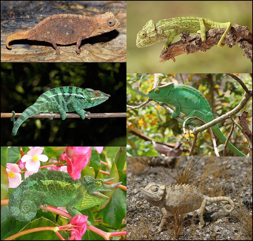 A collage of six different chameleons, each with varying colors and patterns, perched on branches or natural surfaces in outdoor settings.
