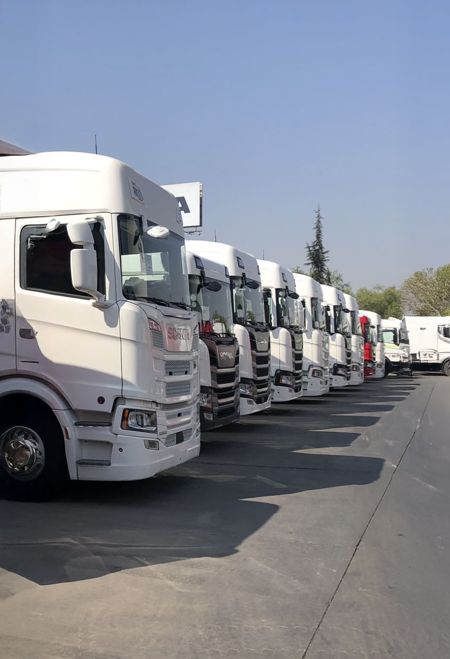 A row of white semi-trucks is parked side by side on a sunny day, lined up neatly along a paved lot with trees and a clear blue sky in the background.