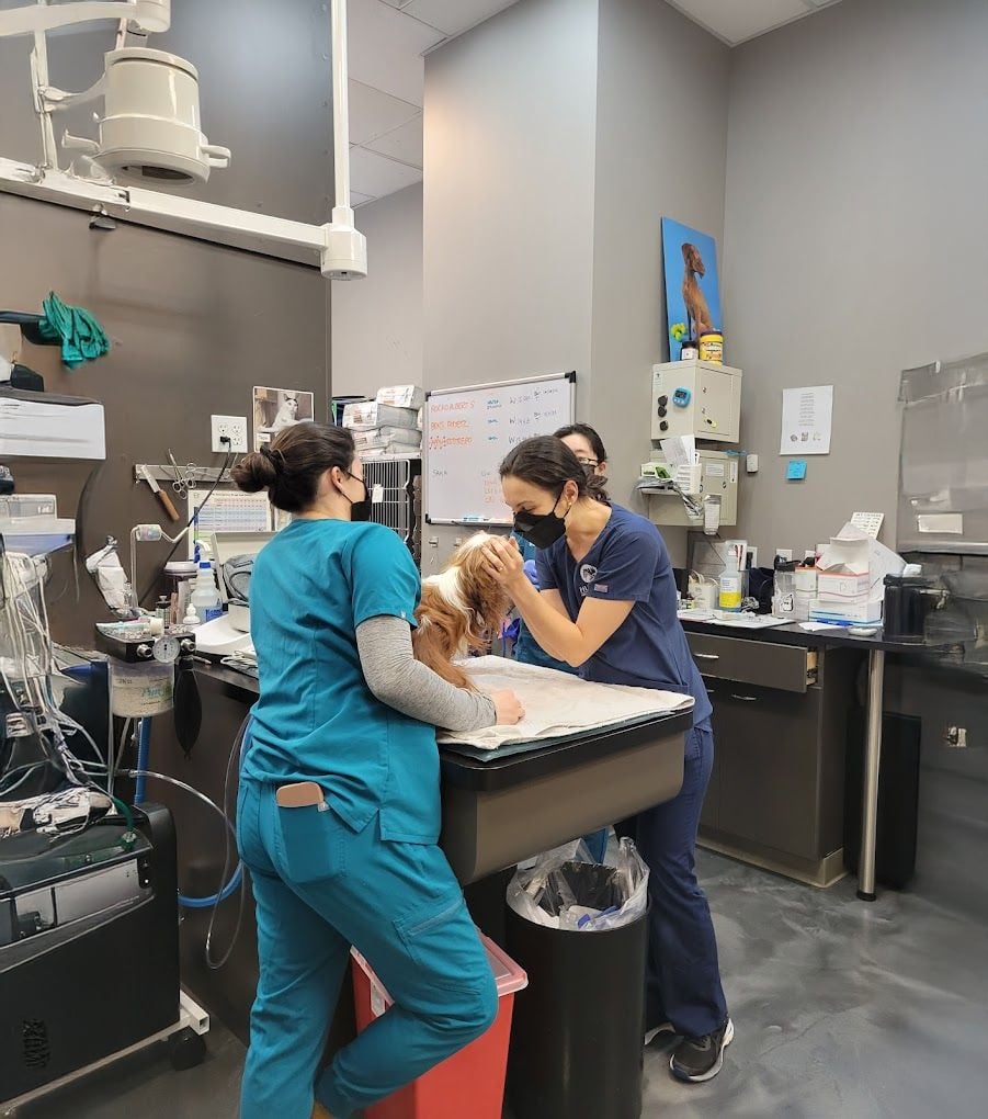 Two veterinary professionals examine a small dog on an exam table in a clinic room. Both wear scrubs and masks. Medical equipment and supplies are visible around them, with a dog photo on the wall in the background.