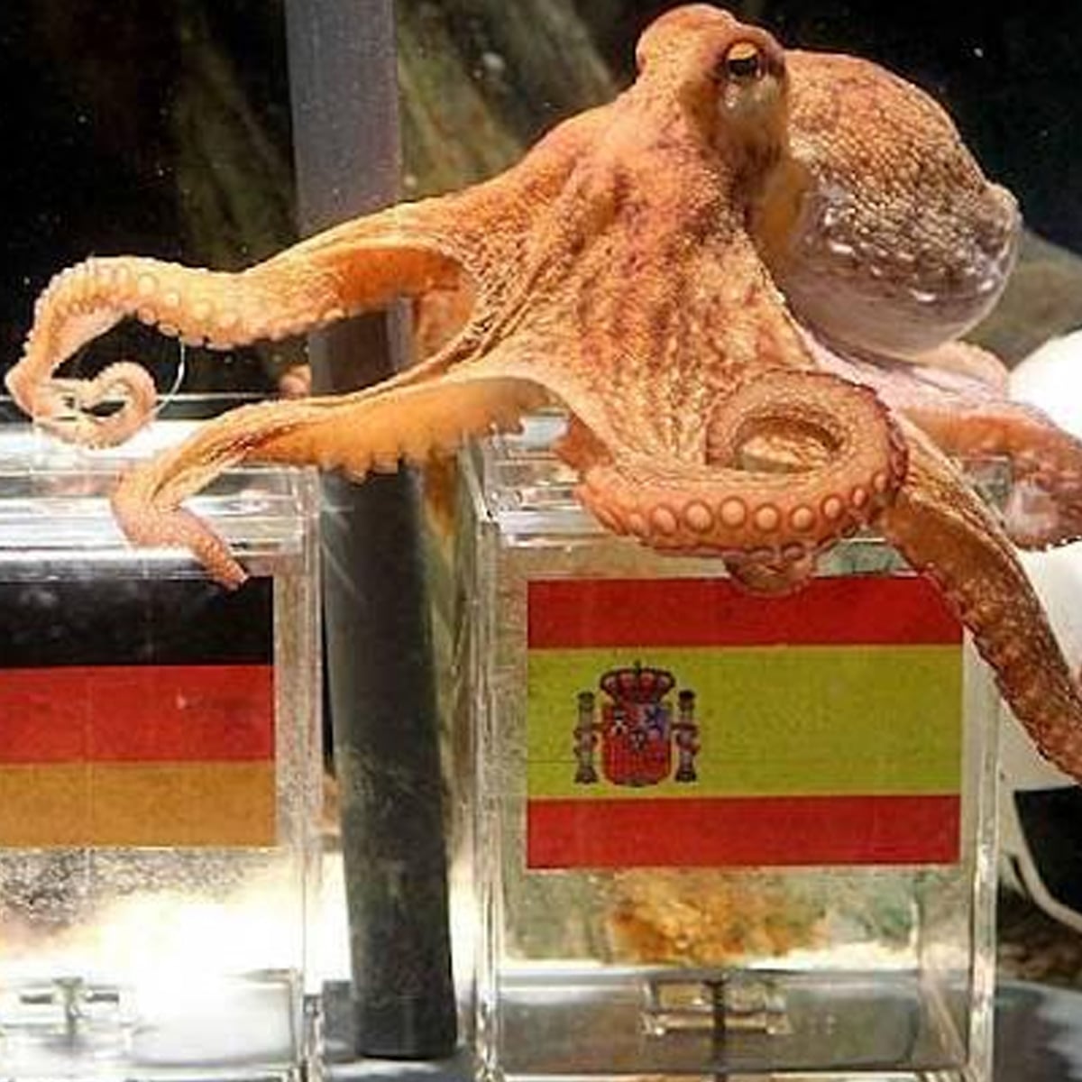 An octopus is touching a box with the Spanish flag, while another box with the German flag is next to it.