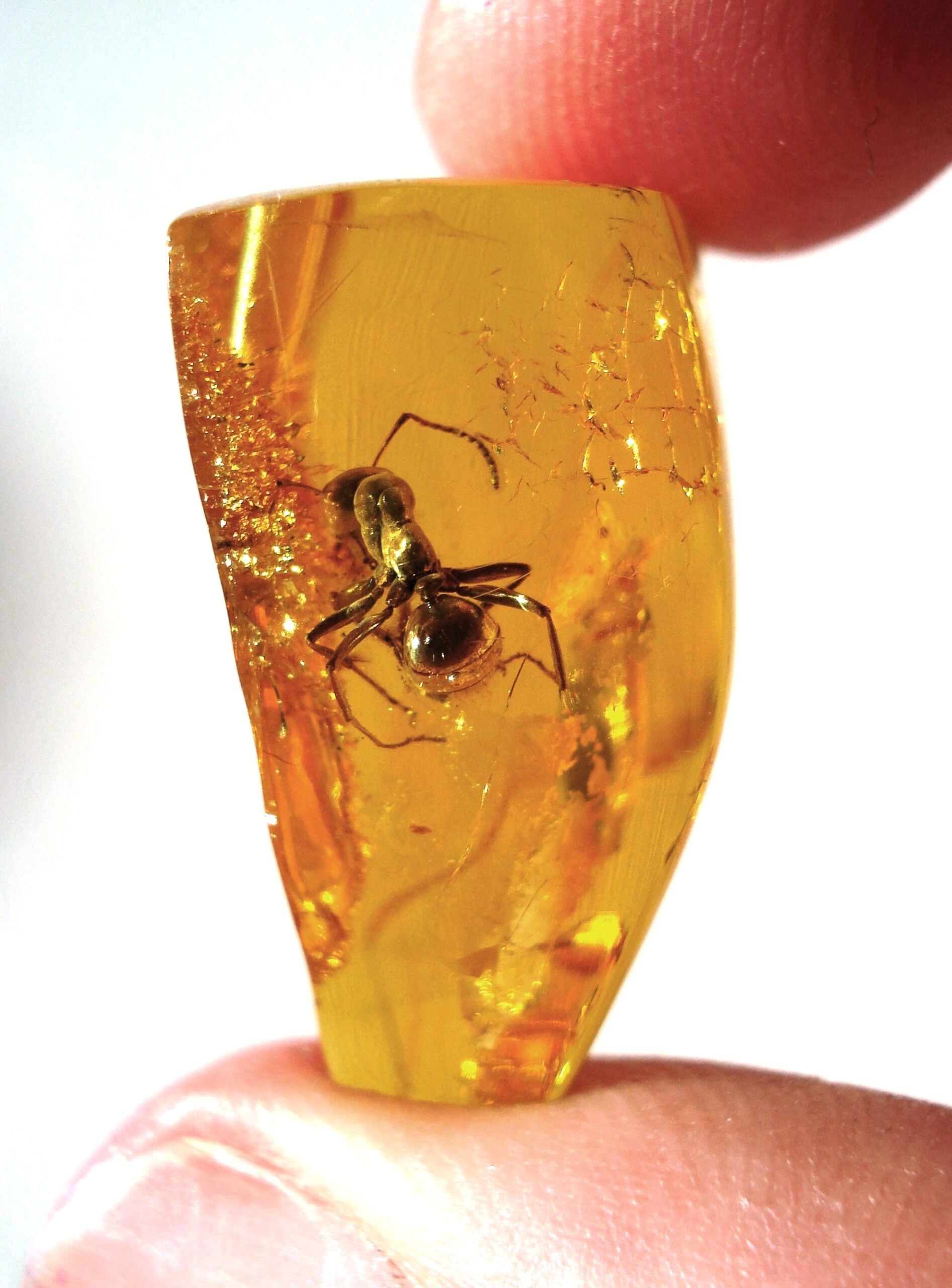 A close-up of a person's fingers holding a piece of amber with a perfectly preserved ant fossilized inside the golden, translucent resin.