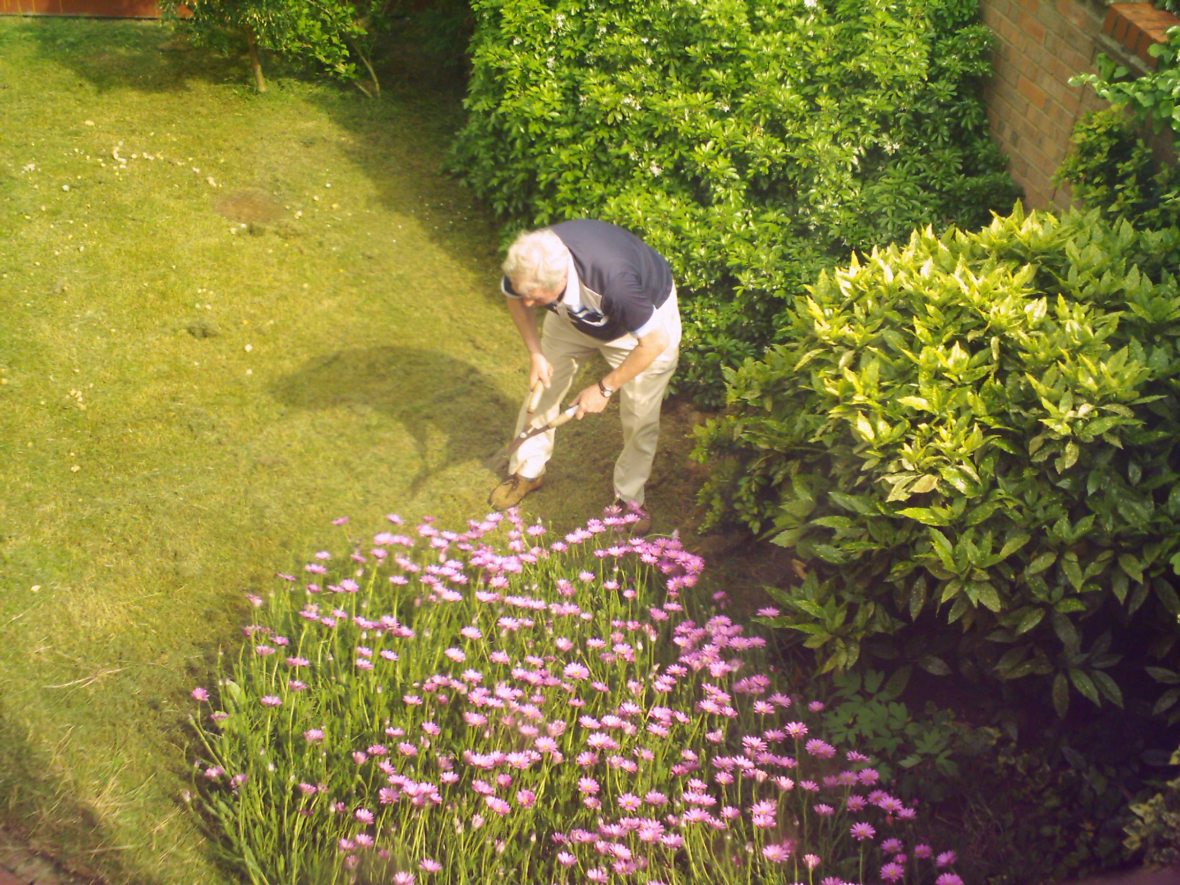 An older man with gray hair is gardening, using a small tool to tend to the soil near a bed of pink flowers in a green, well-kept garden bordered by bushes.
