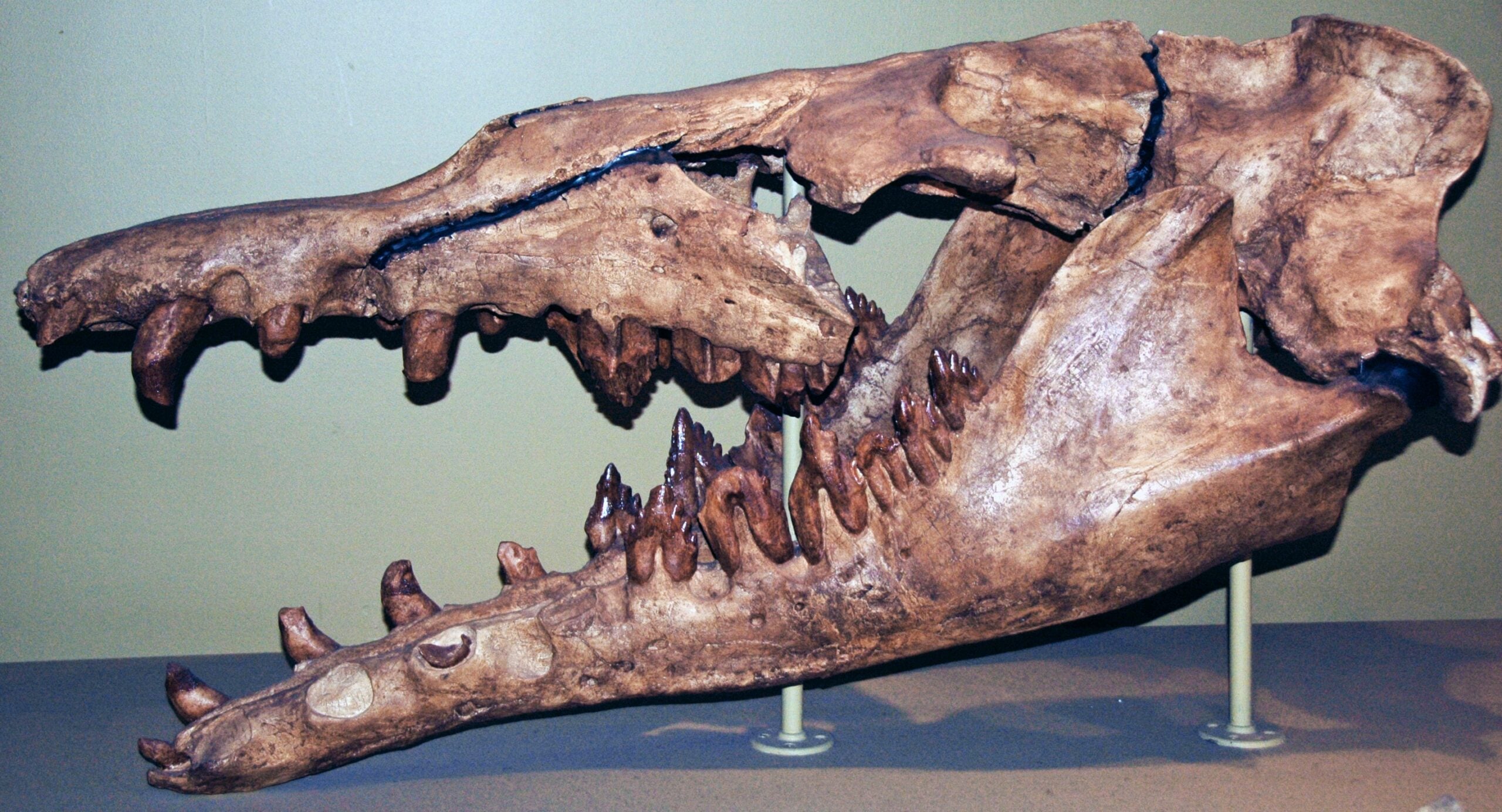 A large, fossilized skull of a prehistoric marine reptile with sharp, pointed teeth displayed on a stand against a plain background.