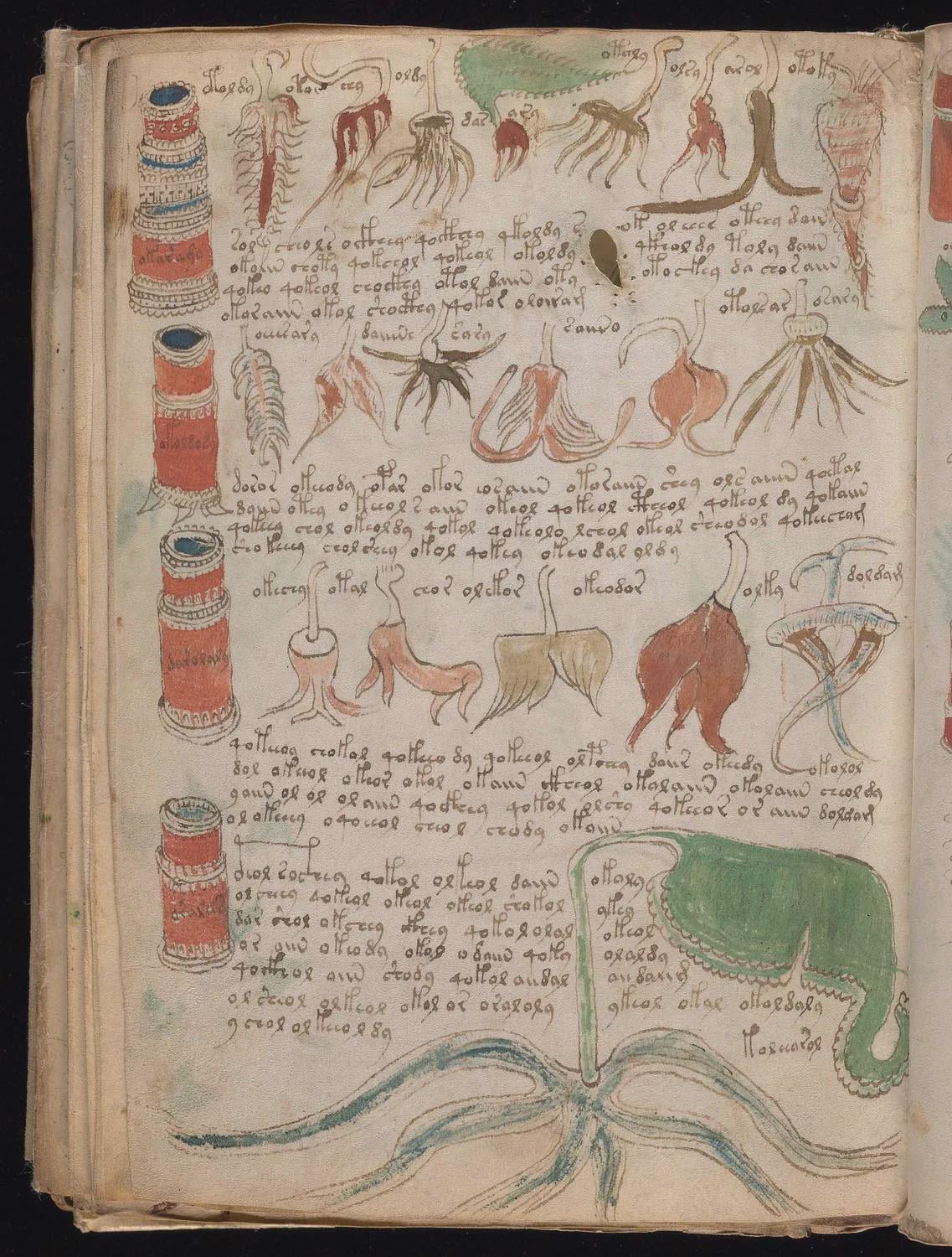 A page from the Voynich manuscript showing handwritten text in an unknown script, with drawings of plant roots, stems, and tubes, plus some red and green shapes resembling organs or botanical structures.