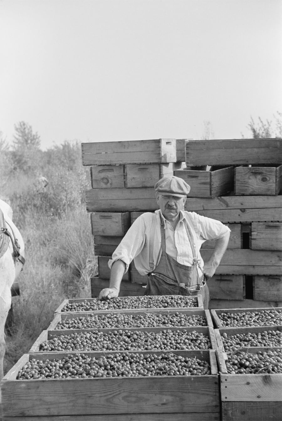 A man wearing a cap and suspenders stands next to large wooden crates filled with harvested cranberries, with more stacked crates and tall grass in the background.