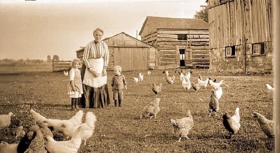 An elderly woman, two young children, and numerous chickens stand in a grassy farmyard surrounded by rustic wooden barns and sheds. The scene appears old-fashioned and rural.