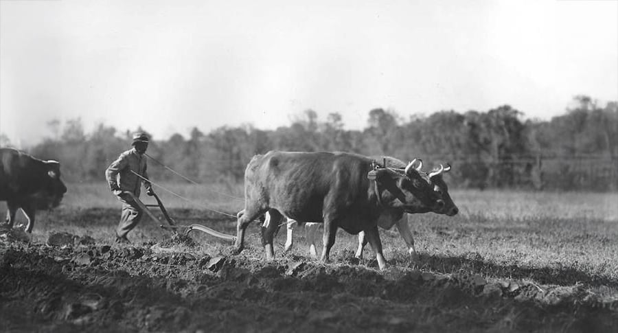 A farmer is plowing a field with the help of two oxen yoked together. The scene is outdoors in a rural area, with trees in the background and freshly turned soil in the foreground.