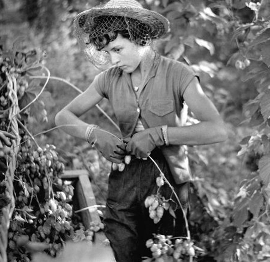 A woman wearing a straw hat, gloves, and a short-sleeved shirt harvests beans in a lush garden. She is focused on picking, surrounded by leafy plants and sunlight filtering through the foliage.