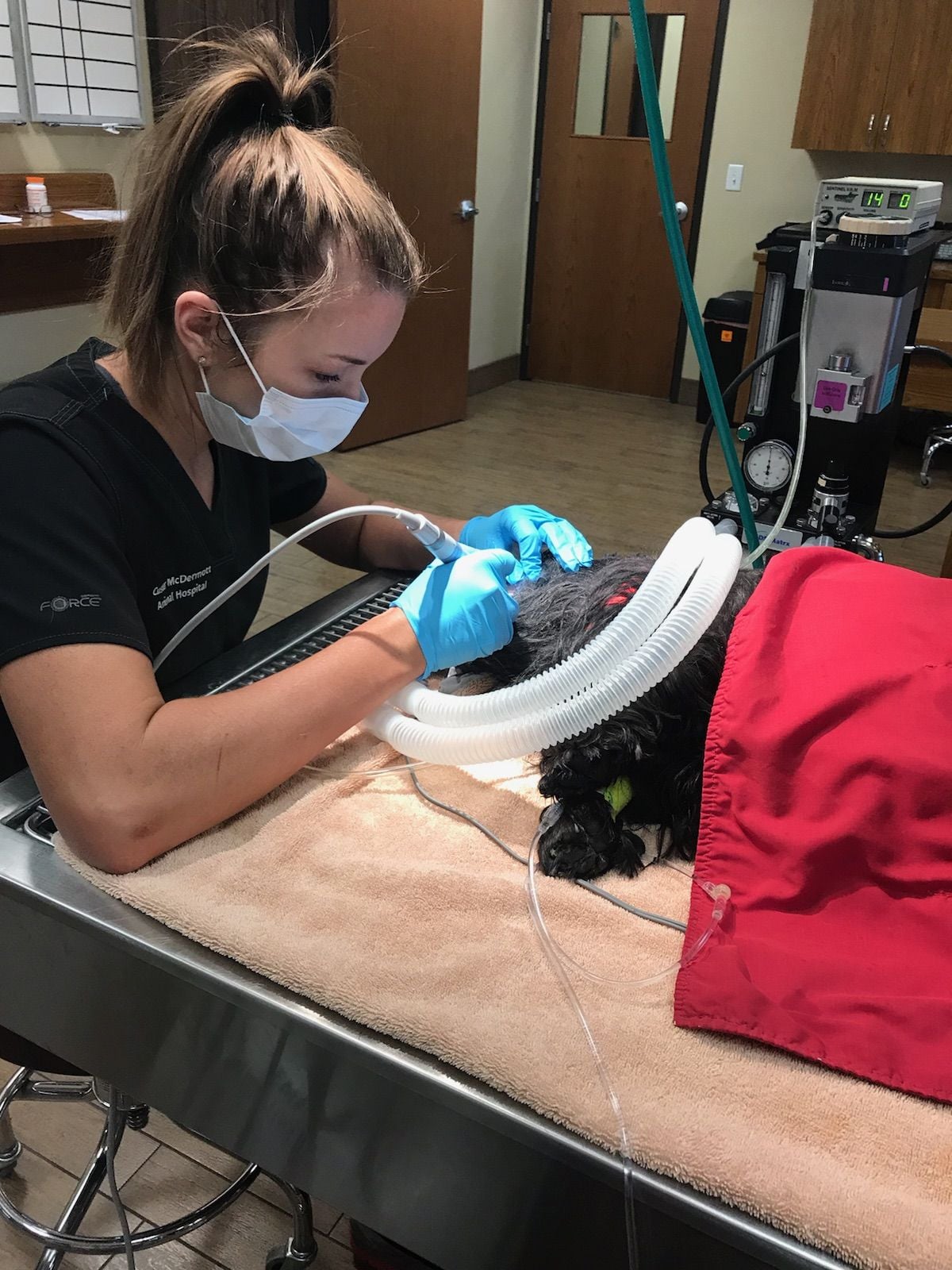 A veterinarian wearing a face mask and gloves performs a procedure on a small black dog under anesthesia on an exam table, with medical equipment and monitors in the background.