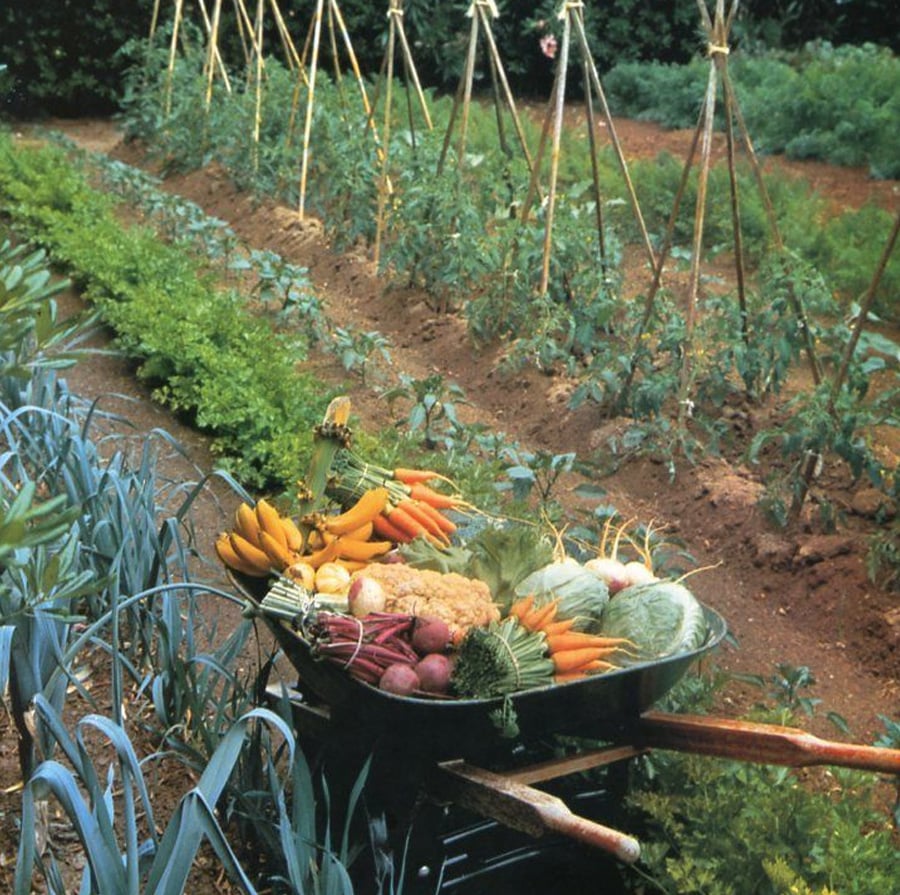 A wheelbarrow filled with freshly harvested vegetables sits beside a lush garden with rows of green plants, including carrots, leeks, tomatoes, and lettuce growing in well-tended soil.