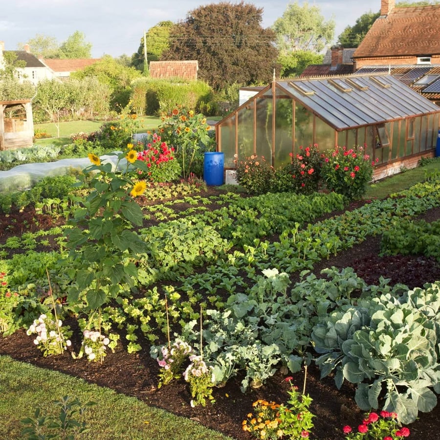 A lush vegetable garden with rows of green crops, flowers, and a tall sunflower. A glass greenhouse, blue barrel, and red brick buildings are in the background, surrounded by trees and lawns under a partly cloudy sky.