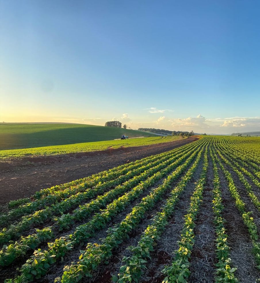Rows of green crops stretch across a sunlit field under a clear blue sky, with gentle hills and a tractor in the distance near the horizon.