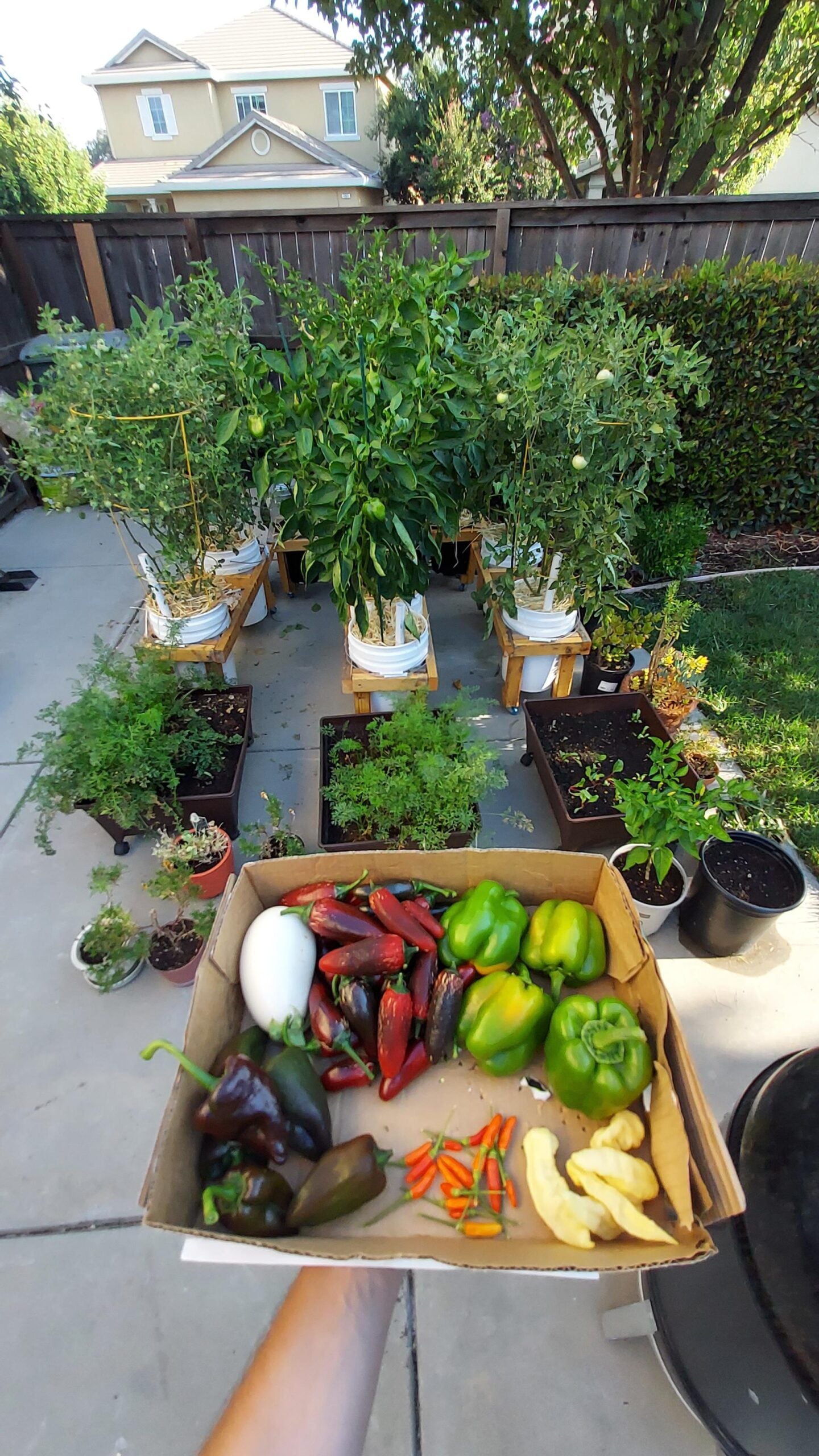 A hand holds a box filled with various freshly harvested vegetables, including peppers and an eggplant, in a backyard garden with potted plants, tomato and pepper bushes, and a house in the background.