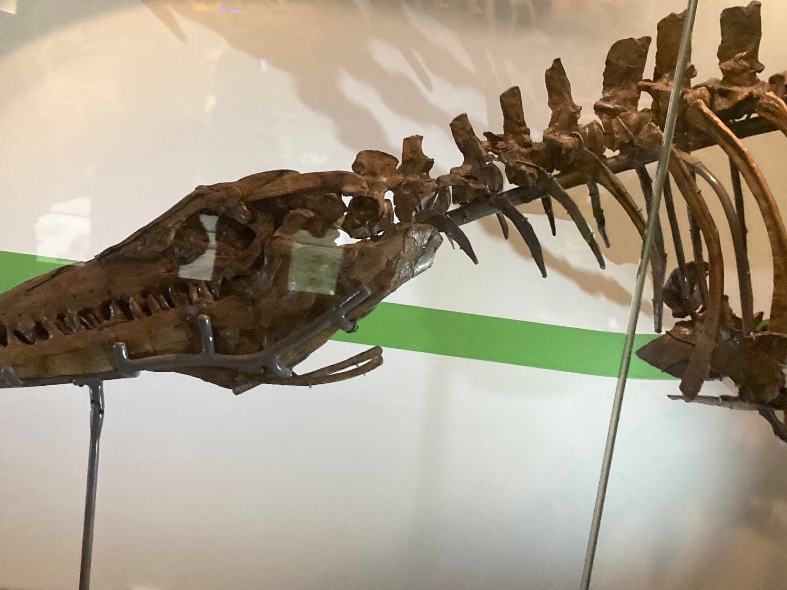 A dinosaur fossil skeleton on display, showing the skull, neck vertebrae, and part of the rib cage, mounted on metal supports against a white background with a green stripe.