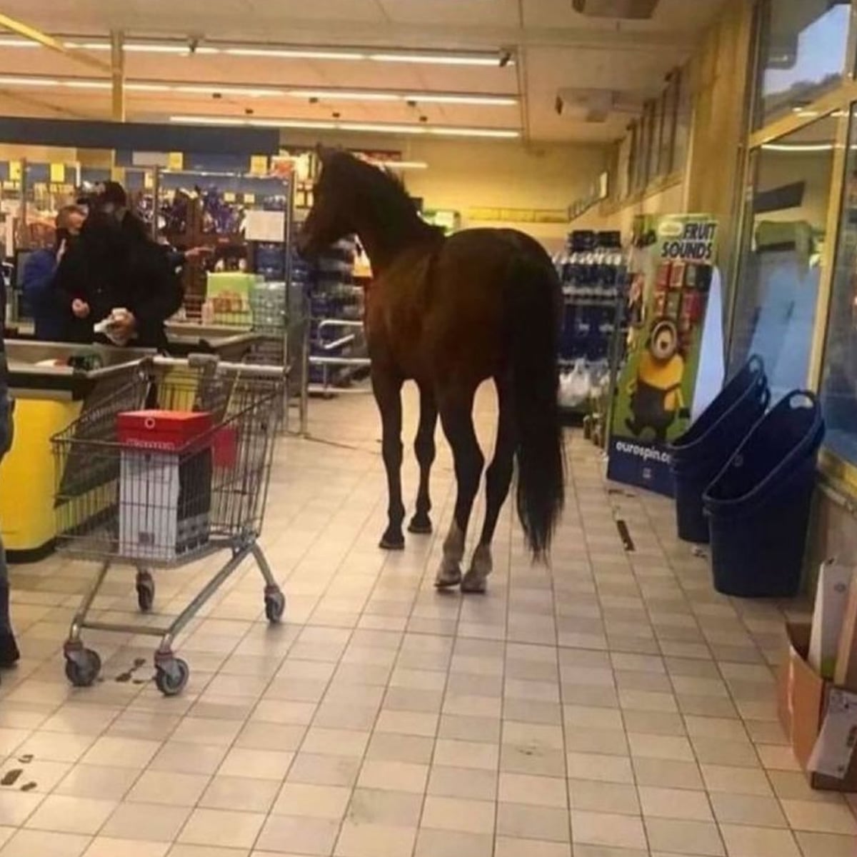 A brown horse stands inside a grocery store near the checkout area, with a person and a shopping cart nearby. The scene appears unusual and out of place.
