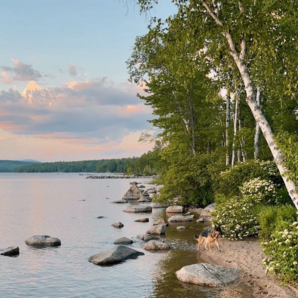 A calm lakeshore with scattered rocks, bordered by lush green trees and birch, under a cloudy sky at sunset. A dog stands near the water’s edge on a sandy patch.