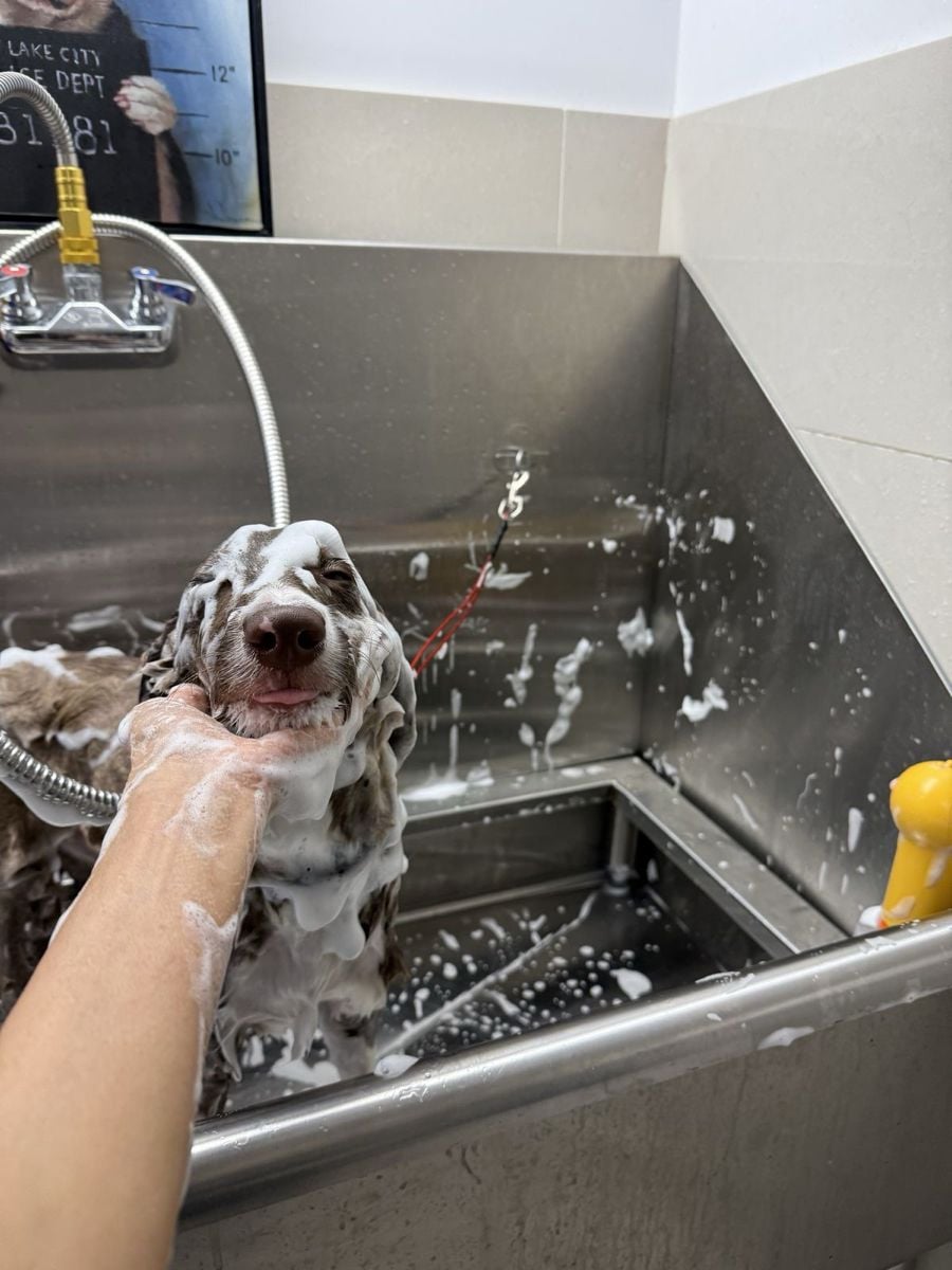 A dog is being bathed in a stainless steel sink, covered in soap suds. A person’s hand is gently holding the dog’s face. The dog appears relaxed, and the area is wet with foam and bubbles.