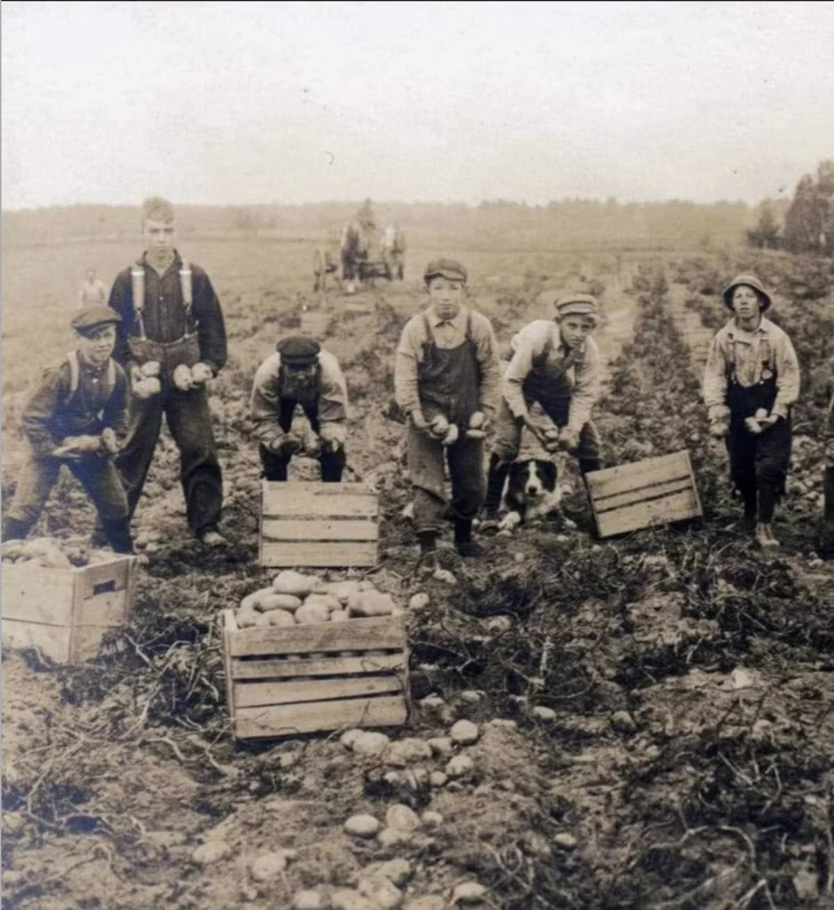 A group of people and a dog stand in a field harvesting potatoes into wooden crates. Two men and a horse with a cart are in the background. The scene appears old-fashioned, suggesting an early 20th-century rural setting.