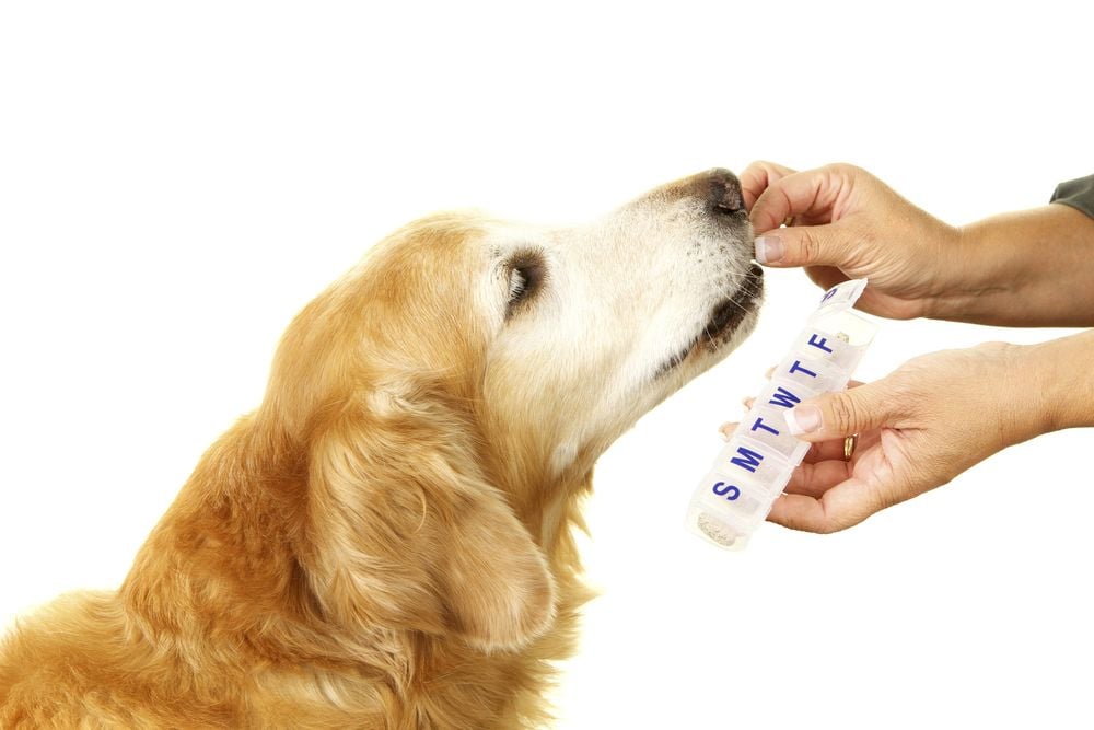 A person gives a treat or pill to a golden retriever using a weekly pill organizer marked with the days of the week, set against a white background.