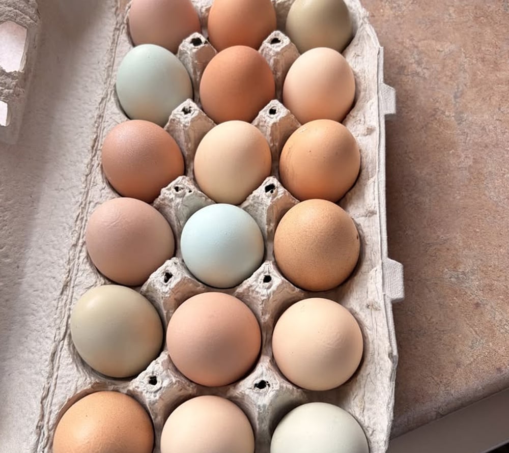 A carton filled with eighteen eggs of various natural colors, including brown, tan, cream, and light blue, sits on a beige countertop.