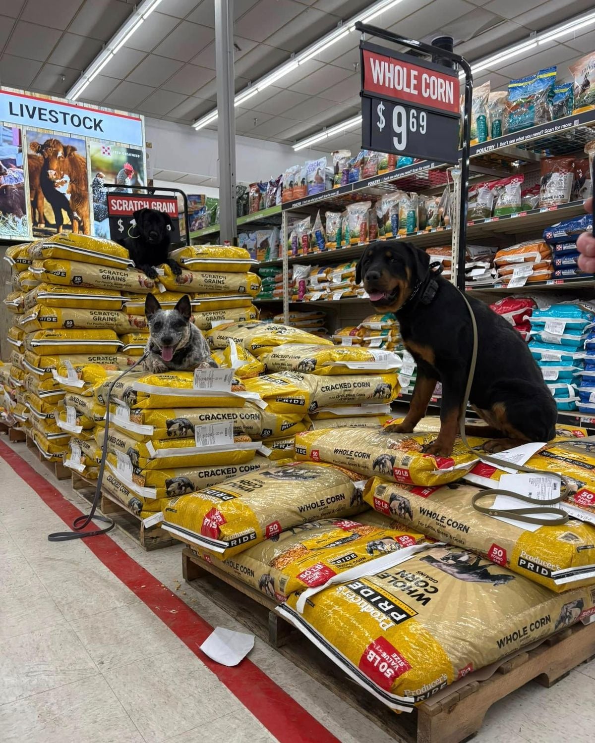 Two dogs, one sitting and one lying down, are on top of stacked bags of animal feed in a store aisle. Signs above display prices for "whole corn" and "cracked corn." Pet supplies line the shelves in the background.