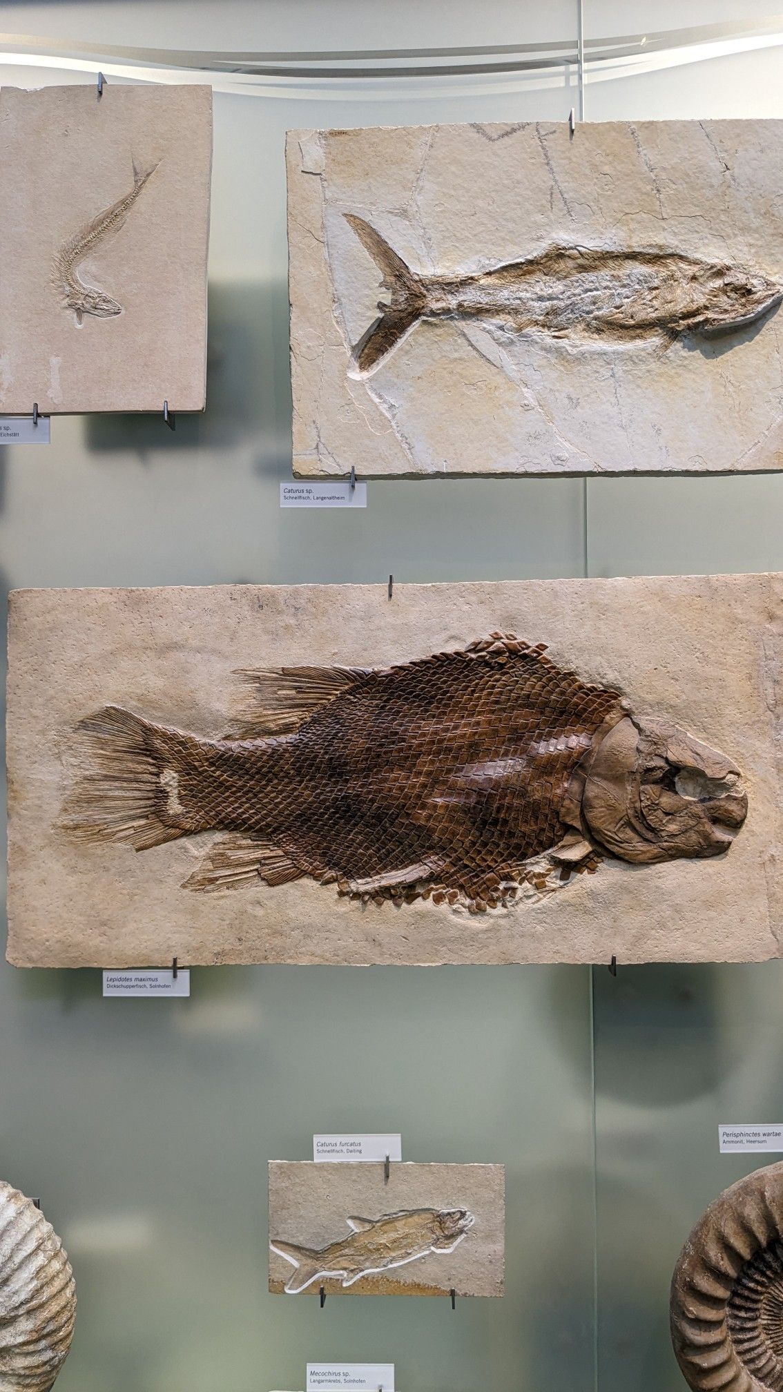 Five fossilized fish displayed in stone slabs of varying sizes, mounted vertically on a wall in a museum exhibit, each fossil showing distinct details of fins, bones, and body shape.