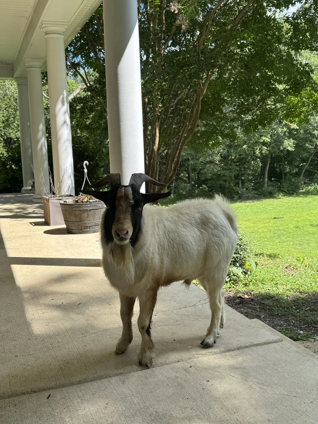 A goat with dark, curved horns and a white coat stands on a shaded concrete porch near large columns, with green grass and trees visible in the sunlit background.