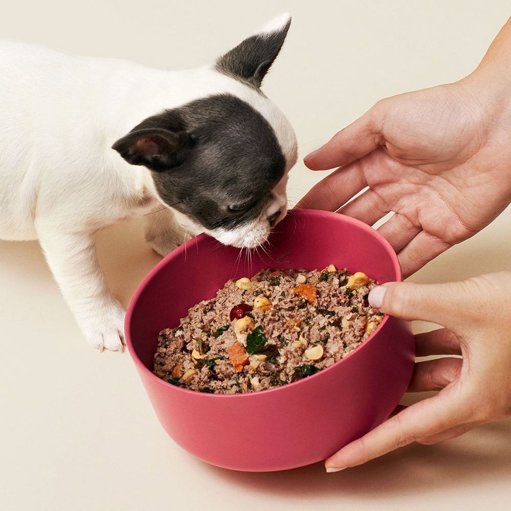 A small black and white puppy eats from a pink bowl filled with mixed dog food, while a person holds the bowl on a light-colored surface.