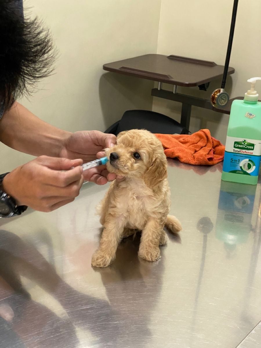 A small, fluffy light brown puppy sits on a metal exam table while a person gently gives it medicine with a syringe. A bottle of antiseptic and an orange cloth are on the table nearby.