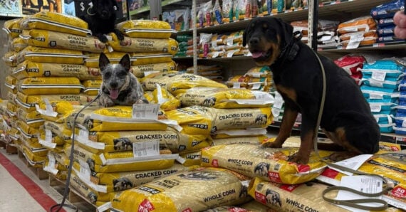 Three dogs sit and lie on stacks of large yellow bags of animal feed in a pet store aisle, surrounded by more bags of food and supplies. The dogs appear relaxed and content.