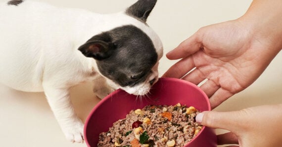 A small black and white puppy sniffs a bowl of mixed dog food while a person holds the bowl on a light-colored surface.