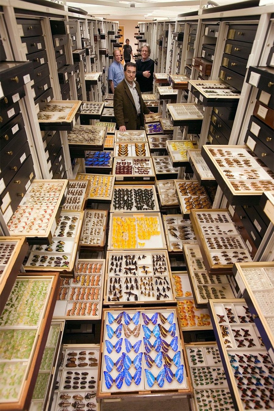 Several people stand in a room lined with shelves and open drawers displaying a large, organized collection of colorful butterflies and insect specimens in glass cases.