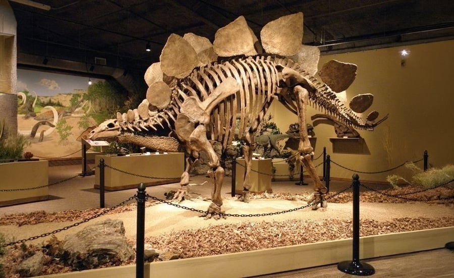 A Stegosaurus skeleton is displayed in a museum exhibit, surrounded by informational signs and barriers. The fossil features large bony plates along its back and a long tail, set in a realistic prehistoric diorama.