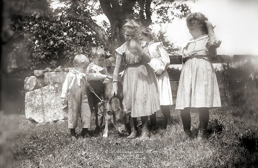 Four children dressed in old-fashioned clothing stand around a small calf in a grassy yard, shaded by trees, with a stone fence in the background. Two girls pet the calf while the others look on.