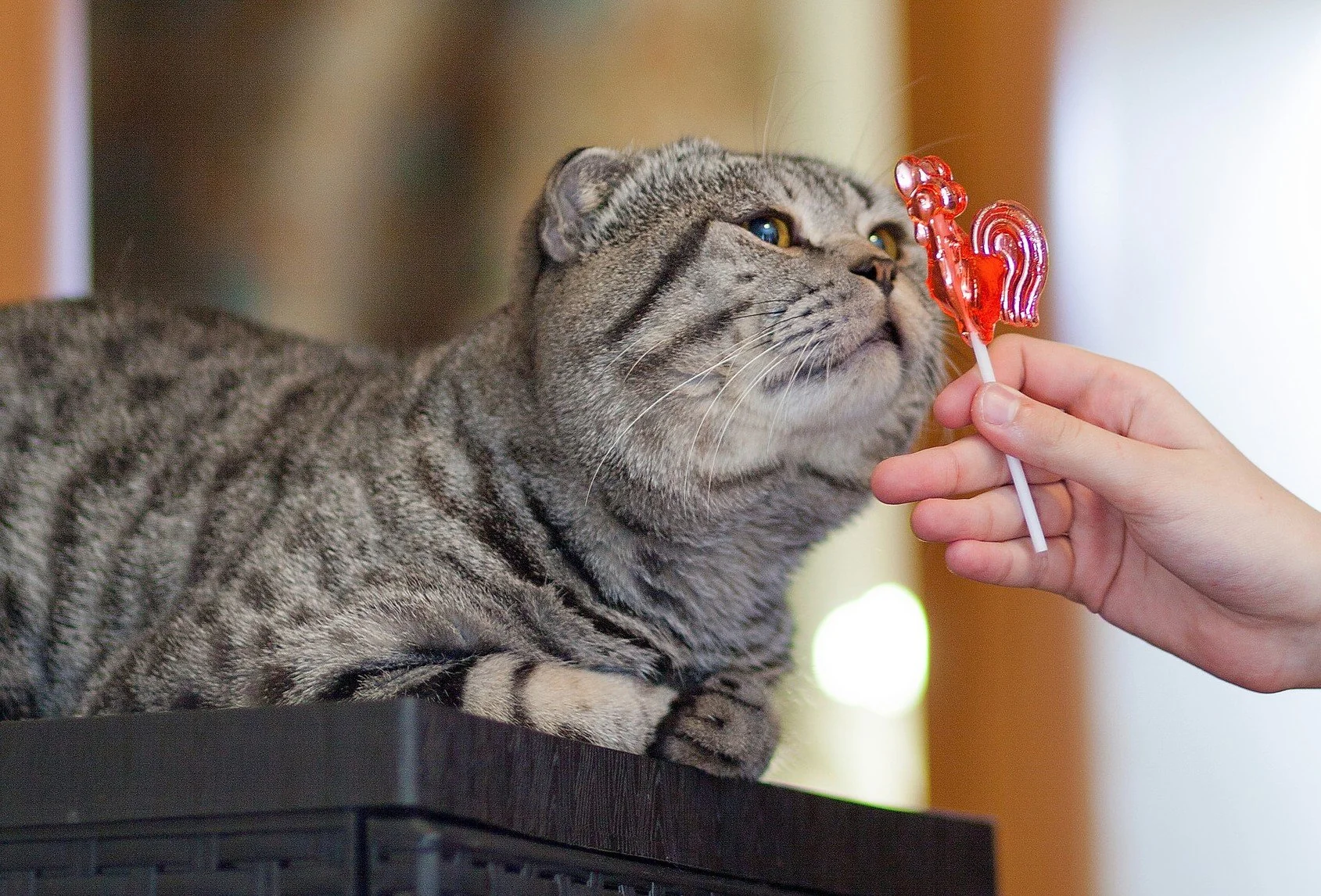 A gray tabby cat sniffs a red rooster-shaped lollipop held by a person’s hand. The cat is lying on a dark surface and looks curious about the candy.