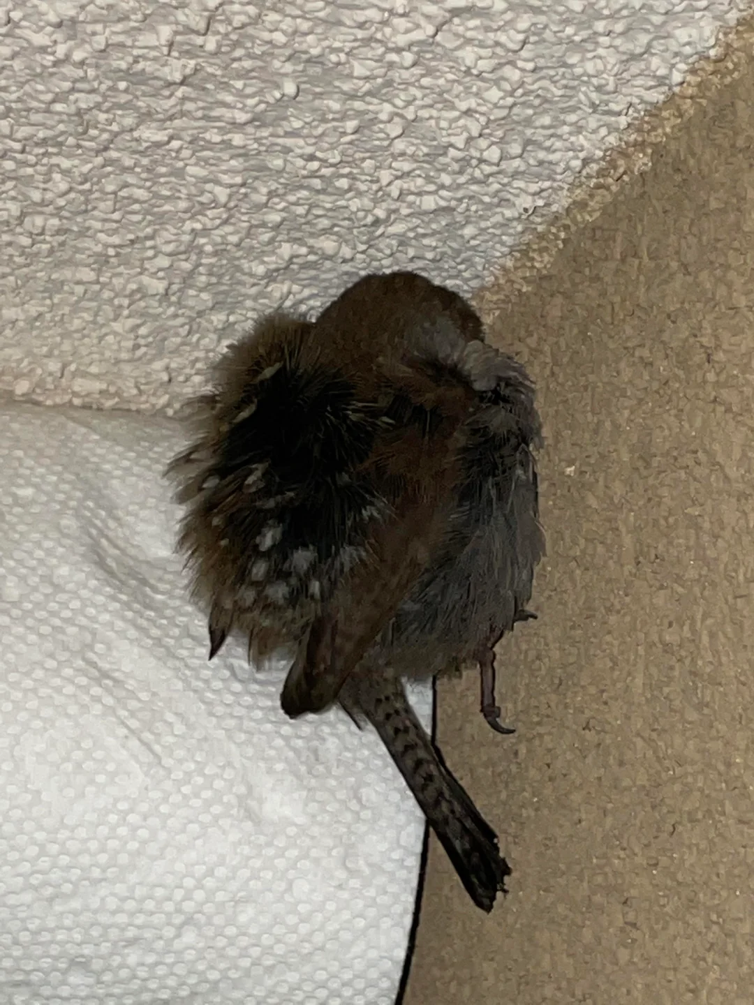 A small brown bird with speckled feathers perches in the corner between a wall and ceiling. Its face is hidden, and a roll of paper towels is visible nearby.