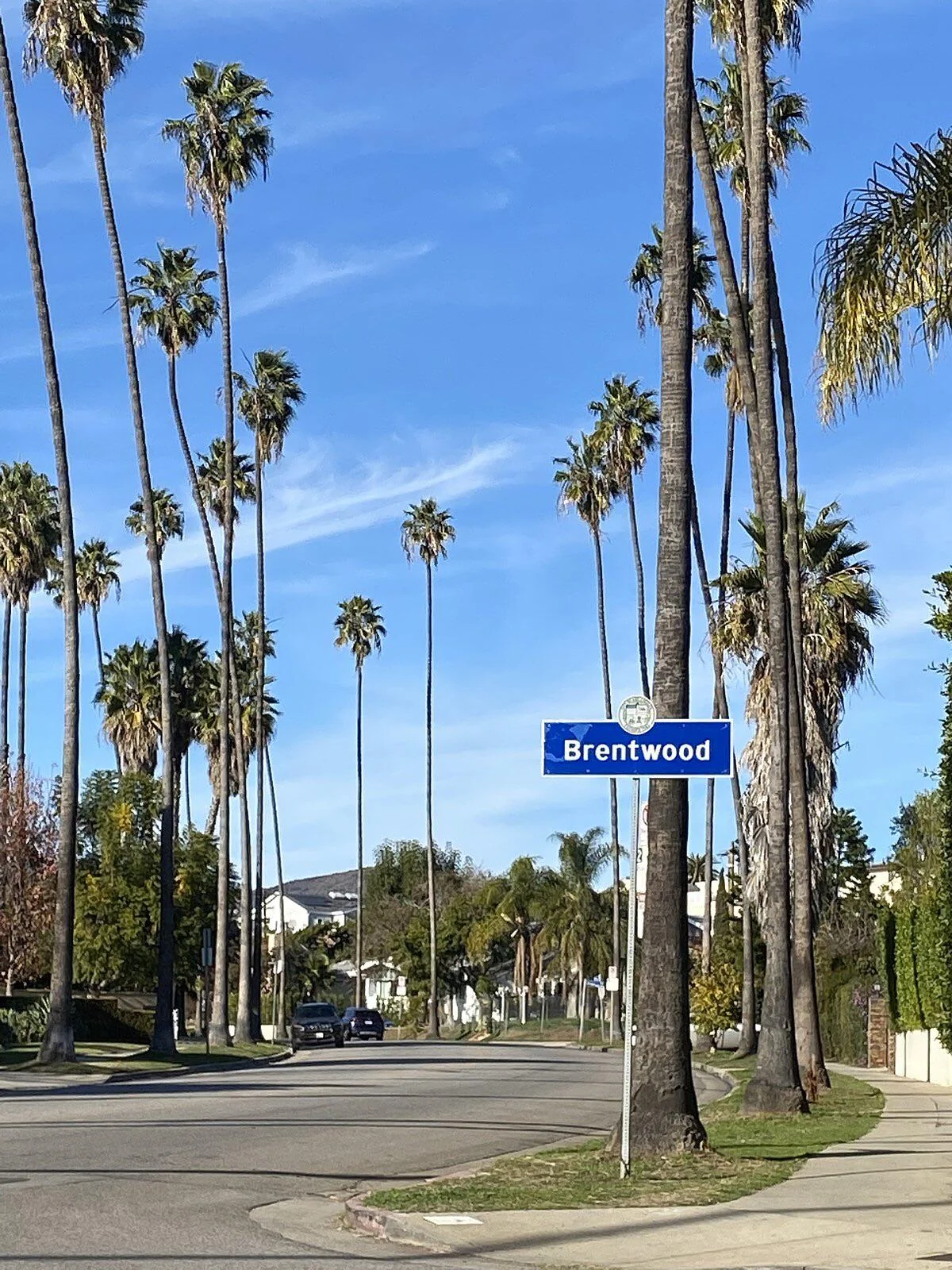 A street lined with tall palm trees under a blue sky, with a blue Brentwood sign in the foreground and houses in the background.