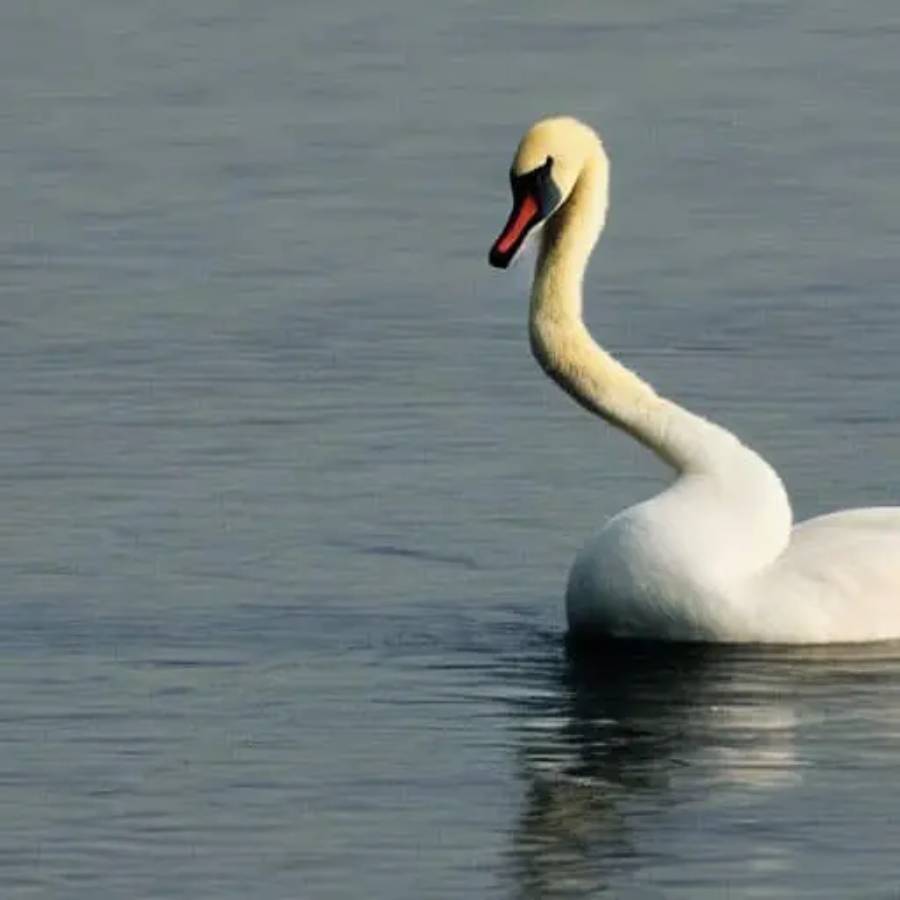 A white swan with a long, curved neck glides on calm water, creating a gentle reflection beneath it.