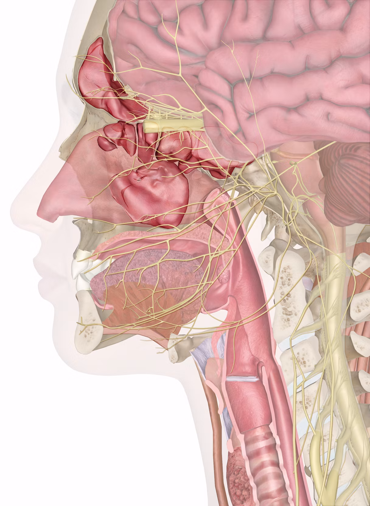 Medical illustration showing a side view of the human head and neck with visible brain, nerves, nasal cavity, mouth, throat, and surrounding bone and tissue structures.