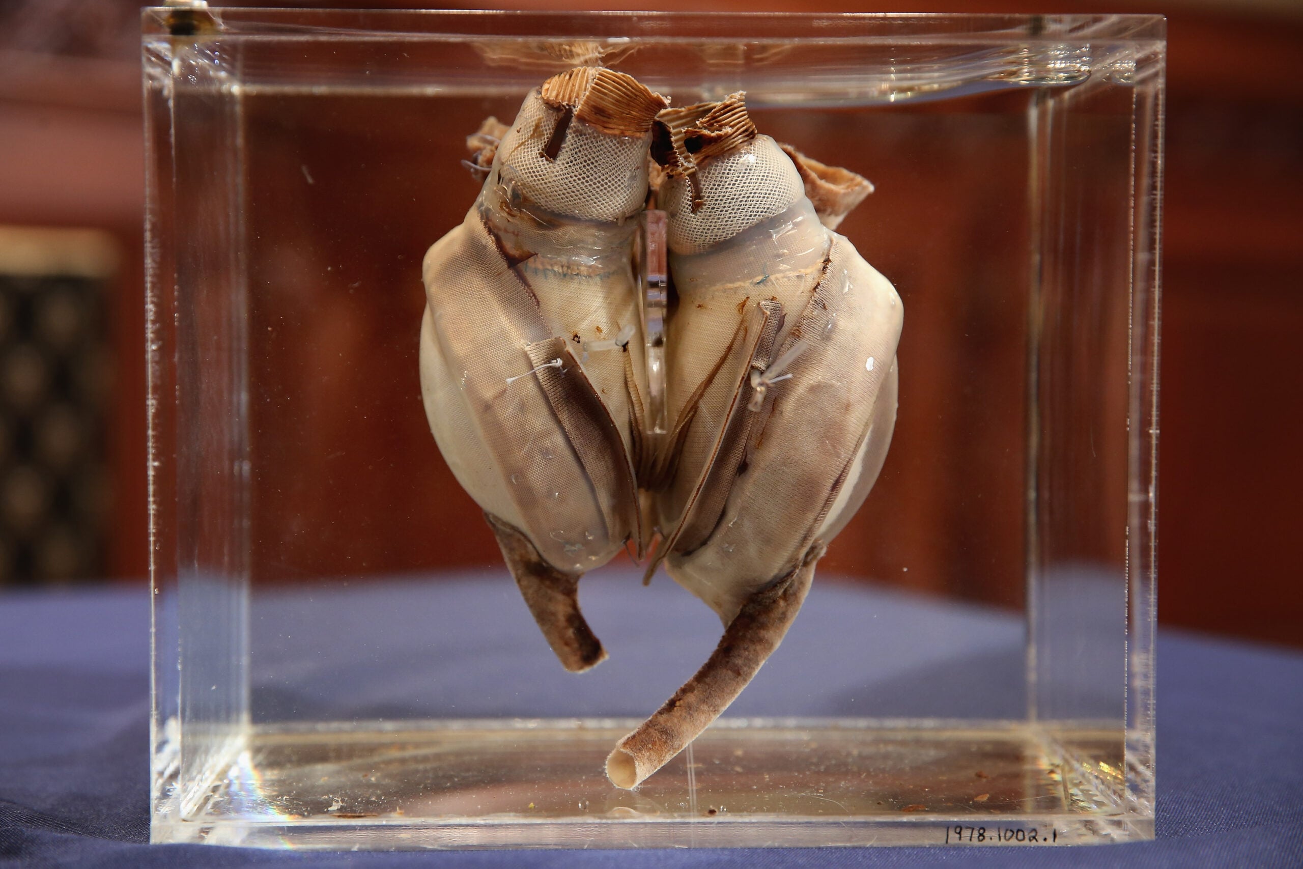 A preserved animal heart specimen is displayed in a clear rectangular container, resting on a blue surface, with visible tubes and detailed anatomical features.