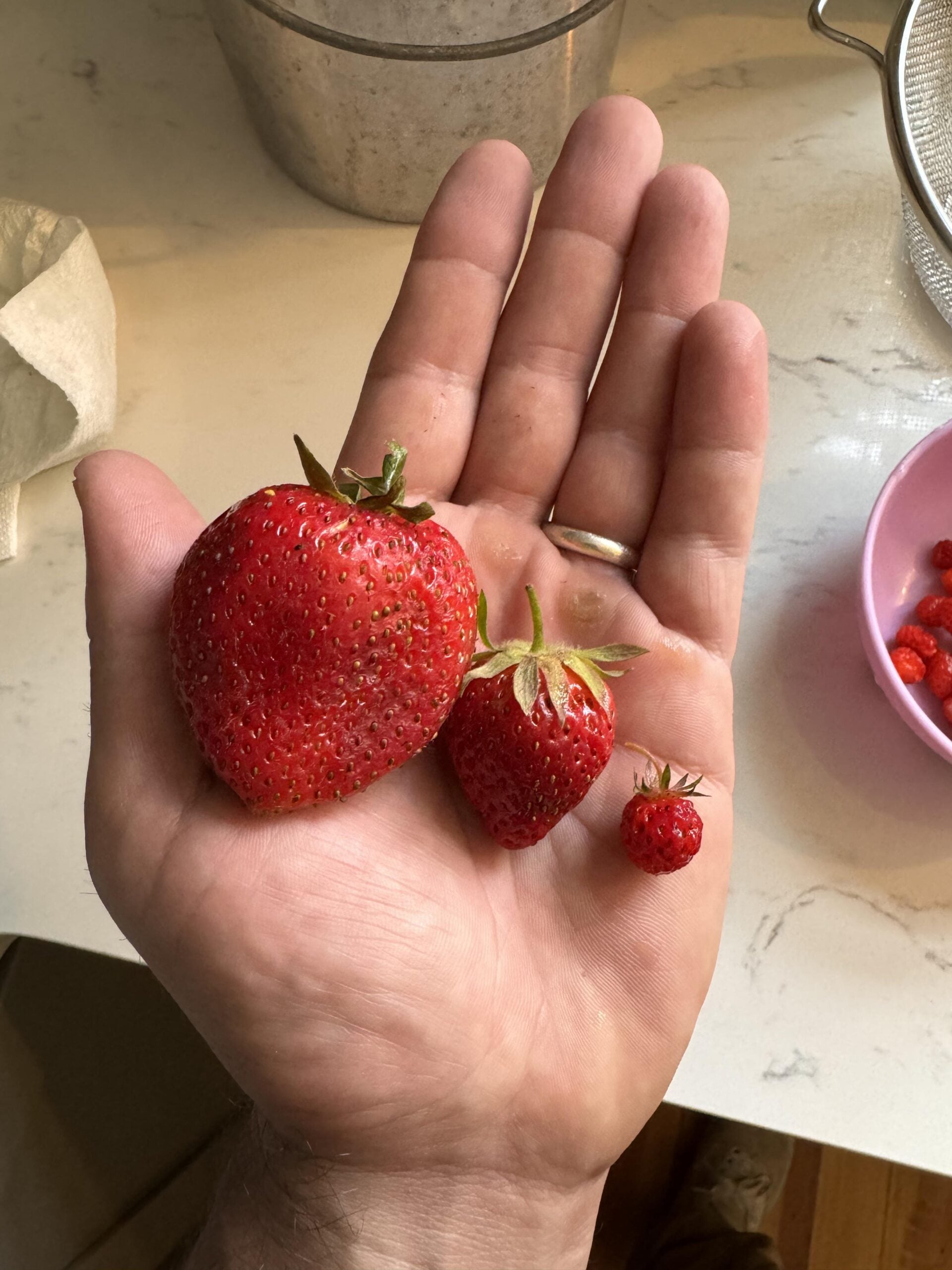 A hand holds three strawberries of increasing size, from a tiny berry to a medium and a very large one. A pink bowl with berries and a metal strainer are on a white countertop in the background.