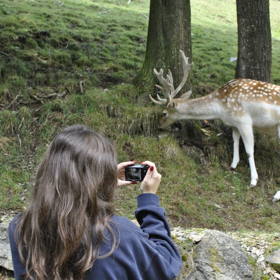 A person with long brown hair photographs a spotted deer grazing near two trees on a grassy hillside.