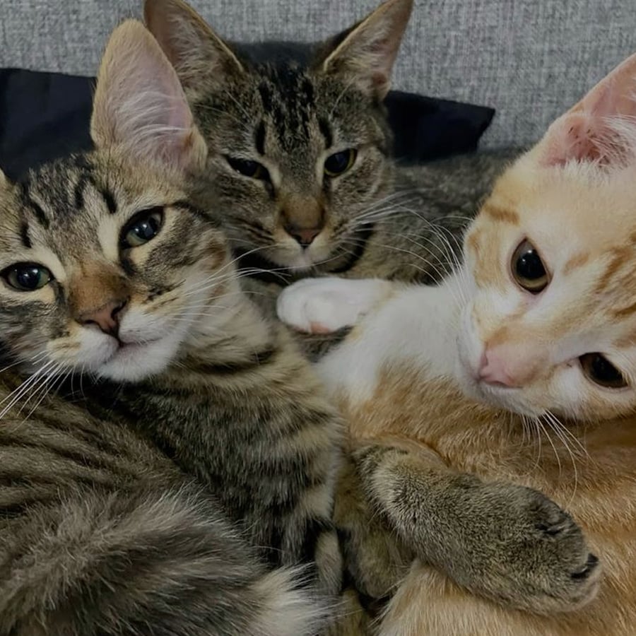 Three cats—two tabby and one orange—cuddled closely together on a couch, looking calmly at the camera with their faces touching and paws intertwined.