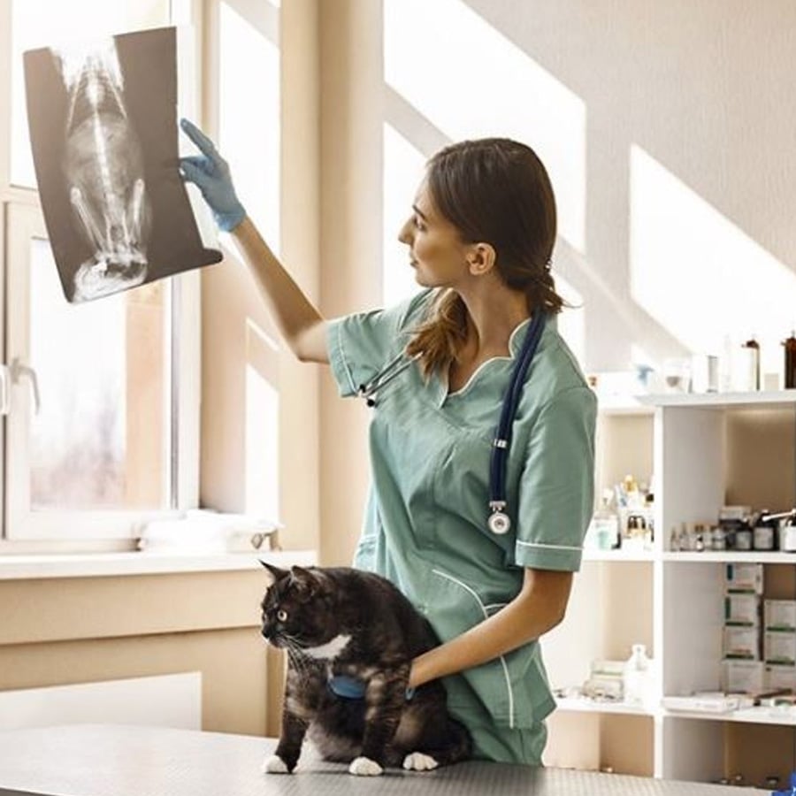 A veterinarian in scrubs examines an X-ray by a window while gently holding a black and white cat on an exam table in a veterinary clinic.