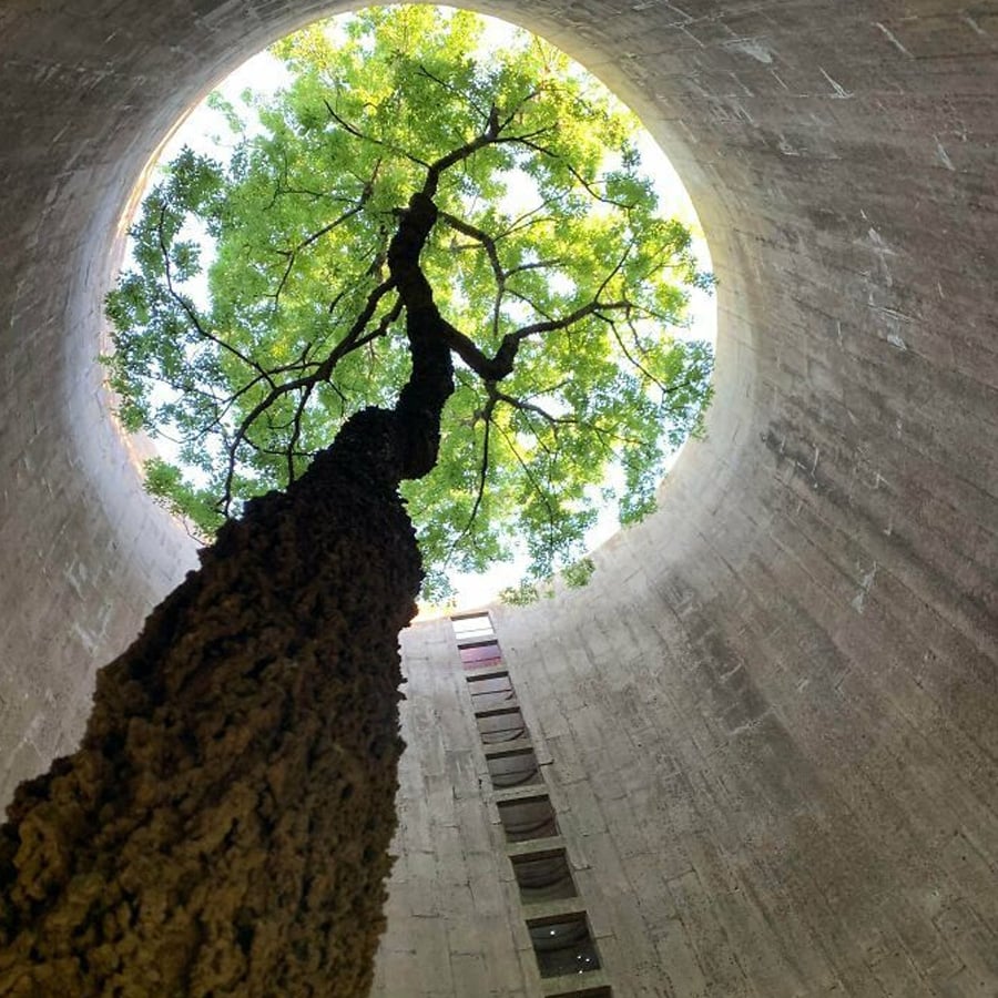 A tall tree grows inside a circular concrete structure, viewed from below, with sunlight filtering through its green leaves at the top opening.